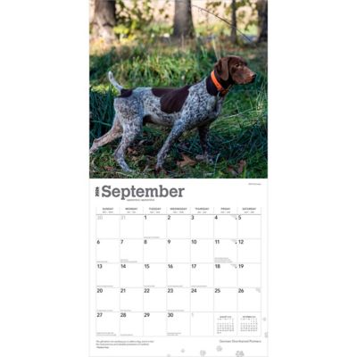 Image showing  German Shorthaired Pointers 2026 Square Flap