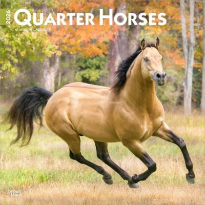 Browntrout Publishers Quarter Horses 2026 Square Flap