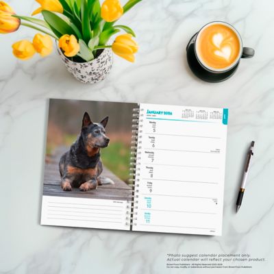 Image showing  Blue Heelers 2026 Engagement