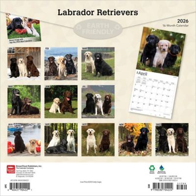 Image showing  Labrador Retrievers 2026 Square Flap