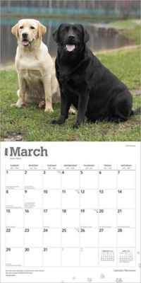 Image showing  Labrador Retrievers 2026 Square Flap