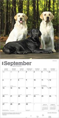 Image showing  Labrador Retrievers 2026 Square Flap