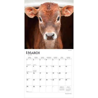 Image showing  Baby Moo Moos 2026 Square Flap