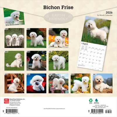 Image showing  Bichon Frise 2026 Square Flap