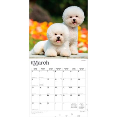 Image showing  Bichon Frise 2026 Square Flap