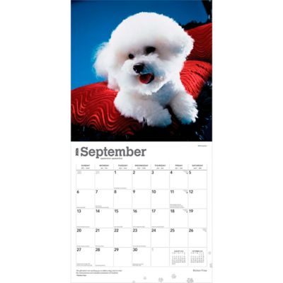 Image showing  Bichon Frise 2026 Square Flap