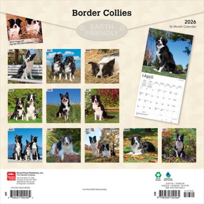 Image showing  Border Collies 2026 Square Flap