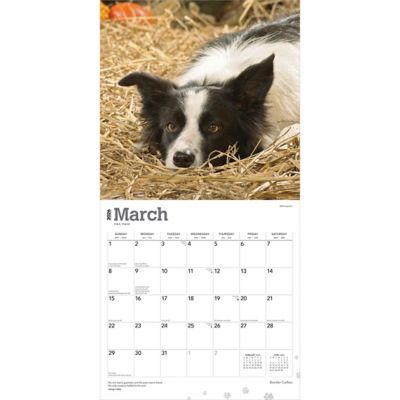 Image showing  Border Collies 2026 Square Flap