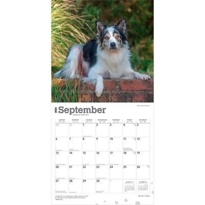 Image showing  Border Collies 2026 Square Flap