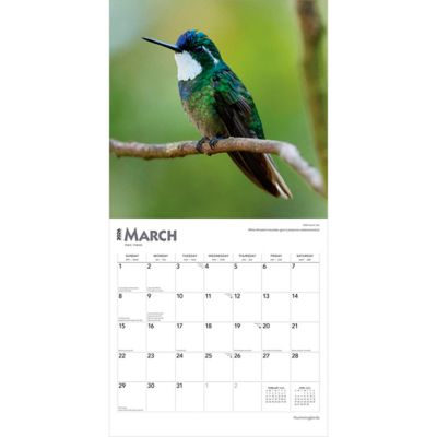 Image showing  Hummingbirds 2026 Square Flap FOIL