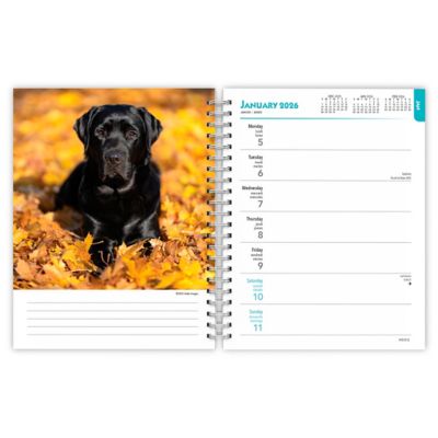 Image showing  Labrador Retrievers, Black 2026 Engagement