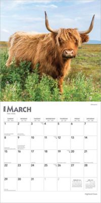 Image showing  Highland Cows 2026 Square Flap