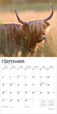 Image showing  Highland Cows 2026 Square Flap