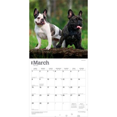 Image showing  French Bulldogs 2026 Square Flap