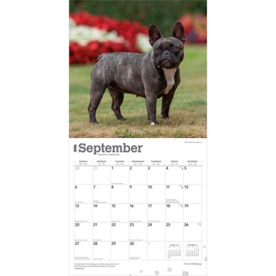 Image showing  French Bulldogs 2026 Square Flap
