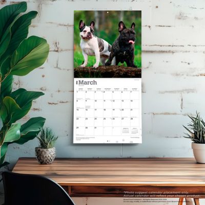 Image showing  French Bulldogs 2026 Square Flap