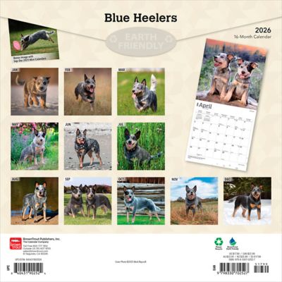 Image showing  Blue Heelers 2026 Square Flap