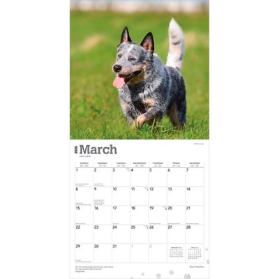Image showing  Blue Heelers 2026 Square Flap
