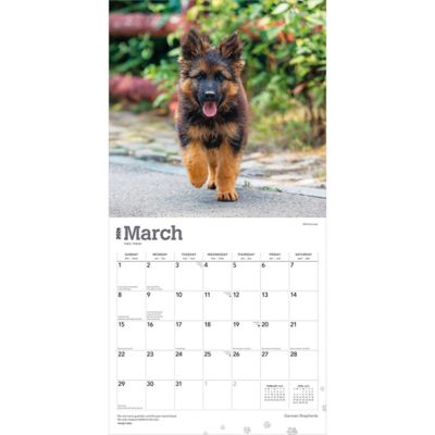 Image showing  German Shepherds 2026 Square Flap