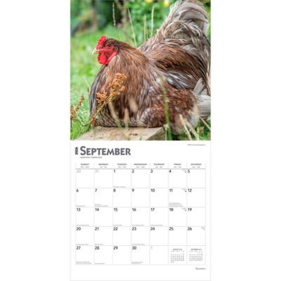 Image showing  Roosters 2026 Square Flap
