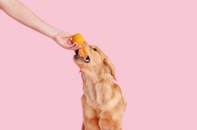 Image showing  Franz The Fox Orange Fox Rubber Dog Toy, S/M