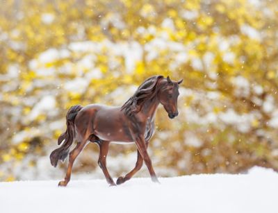 Image showing  Morgan Quest Native Sun