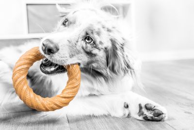 Image showing 5 th Pet Qwerks Nylon Chew Ring Peanut Butter Medium