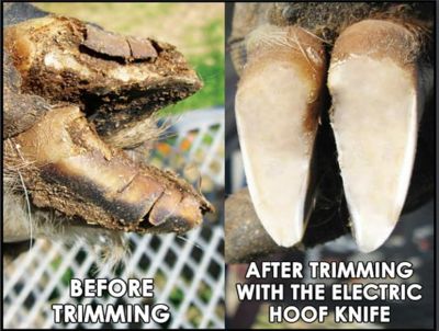 Image showing  Basic Sheep Mobile Hoof Care Trimming Set