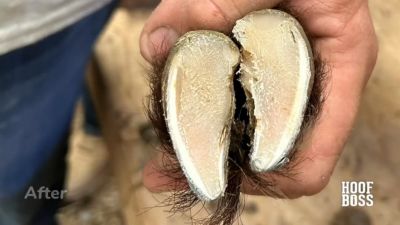 Image showing  Basic Sheep Mobile Hoof Care Trimming Set