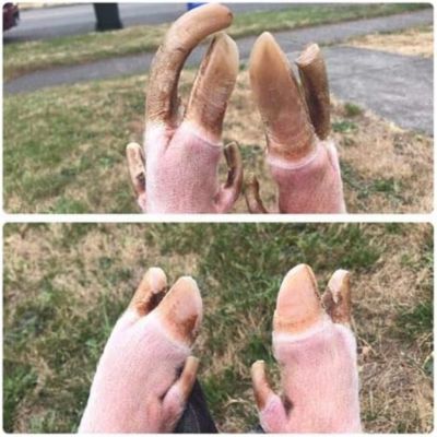 Image showing  Trim-It-All Hoof Care Battery Set