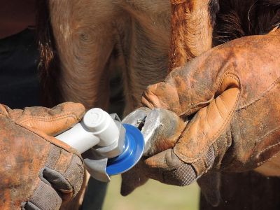 Image showing  Trim-It-All Hoof Care Electric Set