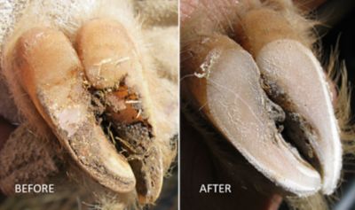 Image showing  Basic Electric Plug In Goat Hoof Trimmer Set