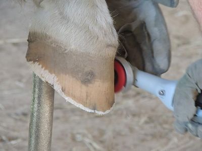 Image showing  Complete Battery Operated Horse Hoof Trimmer Set
