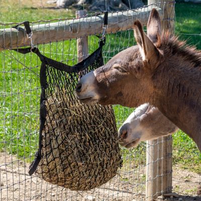 Image showing  Mini Slow Feed Fence Feeder Net