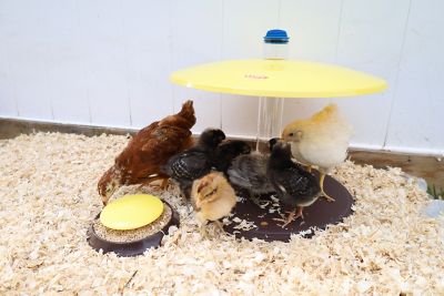 Image showing  Cozy Chickens Chick Brooder Habitat with Water Tube Feeding Dish