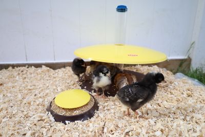 Image showing  Cozy Chickens Chick Brooder Habitat with Water Tube Feeding Dish