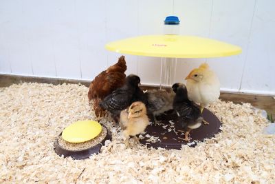 Image showing  Cozy Chickens Chick Brooder Habitat with Water Tube Feeding Dish