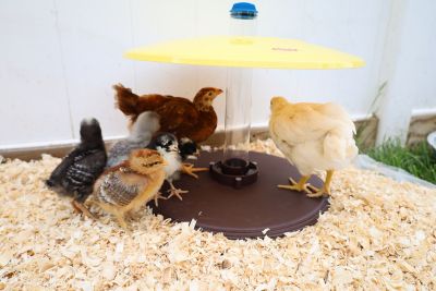 Image showing  Cozy Chickens Chick Brooder Habitat with Water Tube Feeding Dish