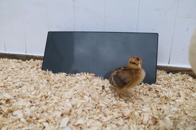 Image showing  Chicken Coop Heating Panel Safer Than Lamps 150 W
