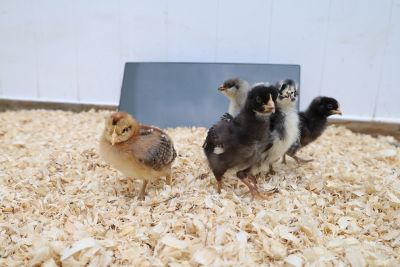 Image showing  Chicken Coop Heating Panel Safer Than Lamps 150 W