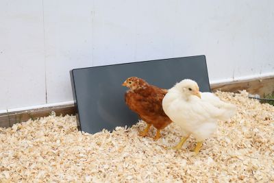 Image showing 5 th Cozy Products Chicken Coop Heating Panel Safer Than Lamps 150 W