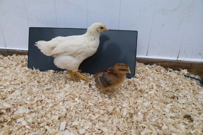 Image showing 6 th Cozy Products Chicken Coop Heating Panel Safer Than Lamps 150 W