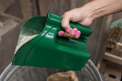 Image showing  Chicken Feed Scoop, Green, 2.5L