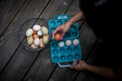 Image showing  Blue Plastic Reusable Dozen Egg Carton with Handle