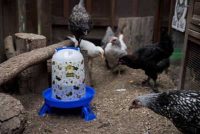Image showing  Chicken Drinker with Legs & Floral Design, 5L/1.32gal