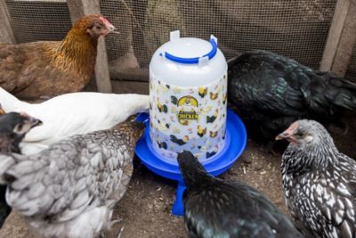 Image showing  Chicken Drinker with Legs & Floral Design, 5L/1.32gal