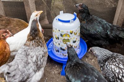 Image showing 5 th My Favorite Chicken Chicken Drinker with Legs & Floral Design, 5L/1.32gal
