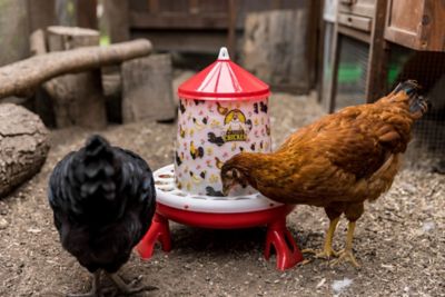 Image showing  Chicken Feeder with Legs & Floral Design, 4Kg/11lb