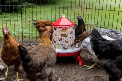 Image showing  Chicken Feeder with Legs & Floral Design, 4Kg/11lb