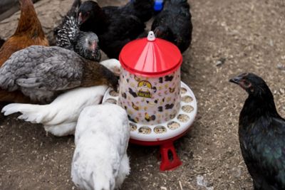 Image showing  Chicken Feeder with Legs & Floral Design, 4Kg/11lb